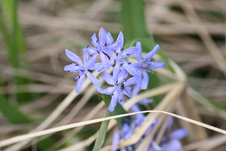 scilla siberica? No, Scilla bifolia